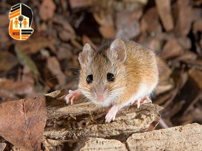 Мышь и хомяк