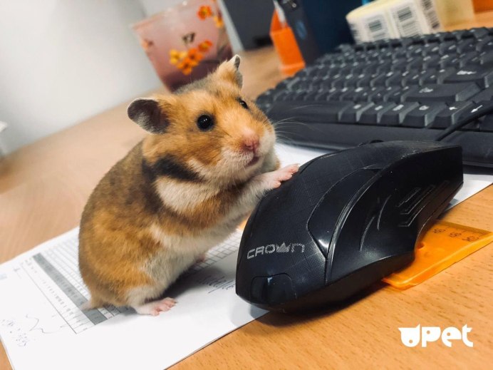 Хомяк выглядывает