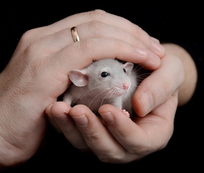 Мышки джунгарики