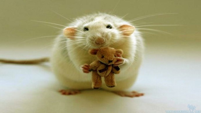 Много мышей