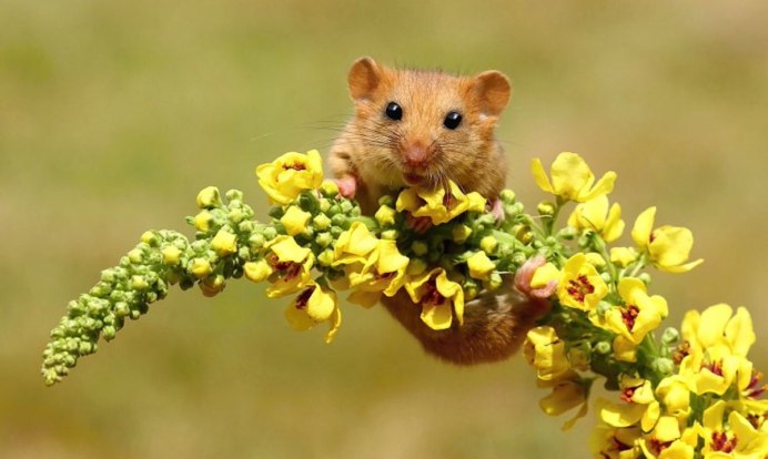 Мышь животное