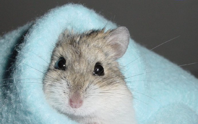 Крысиный хомяк