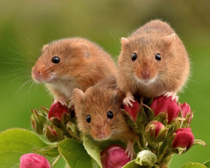 Мышь полевка и хомяки