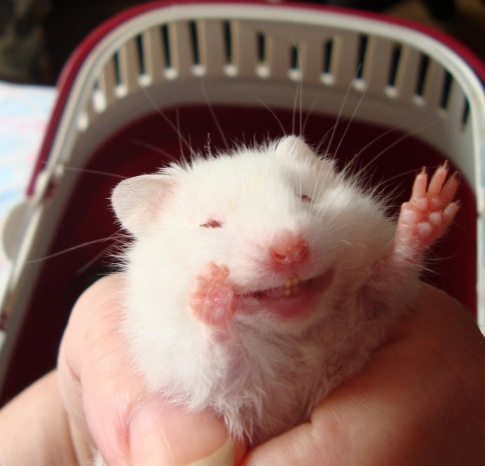 Хомяк и осень