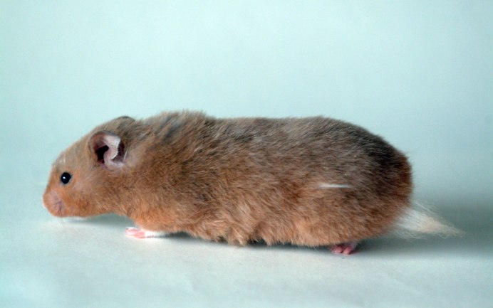 Сирийский золотистый хомячок