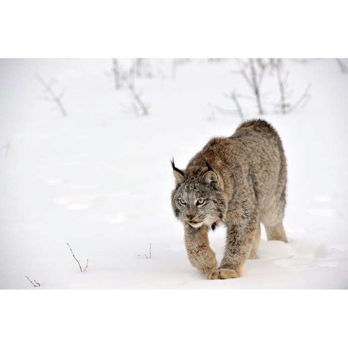 Леопард Линкс