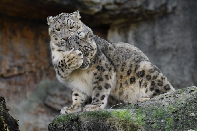 Ирбис снежный Барс тигр