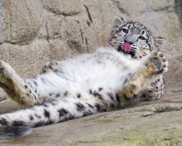 Манул снежный Барс и Рысь