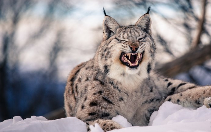 Снежный Барс смешной