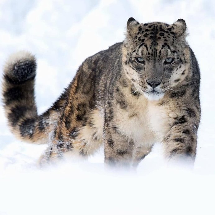 Картинки с рысью арты iktgf