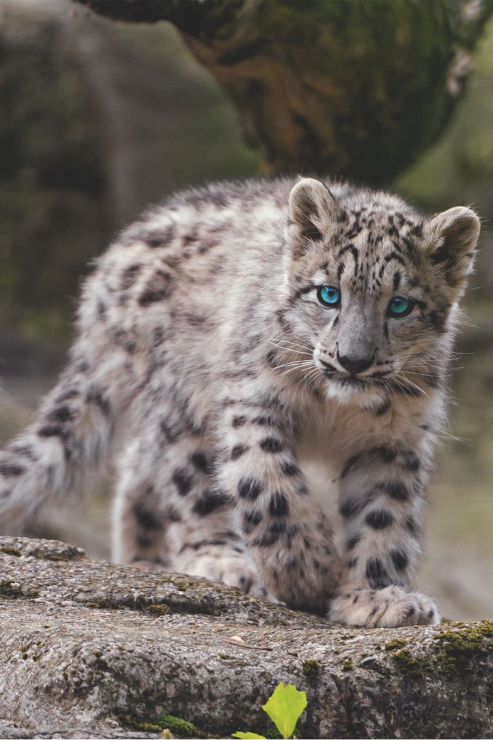 Рысь на Южном Урале