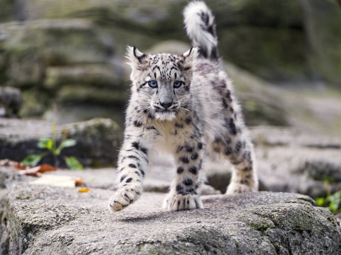 Гепард Линкс