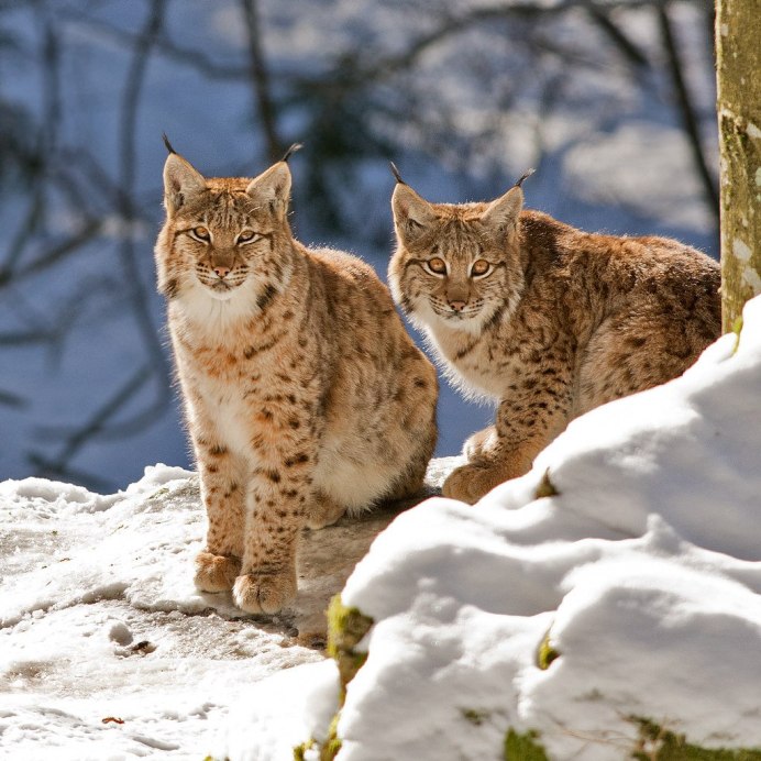 Каракал и леопард