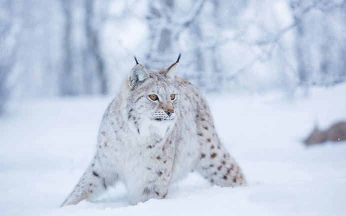Снежный Барс семейство