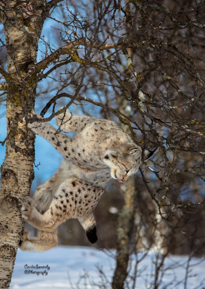 Снежный Барс и леопард