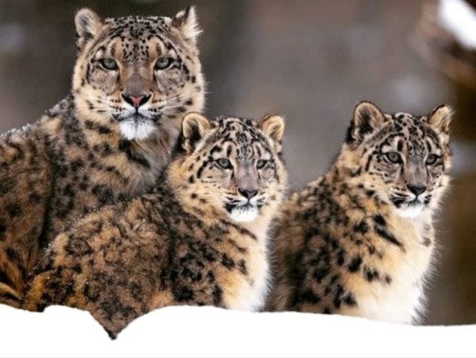 Сибирская кошка Рысь