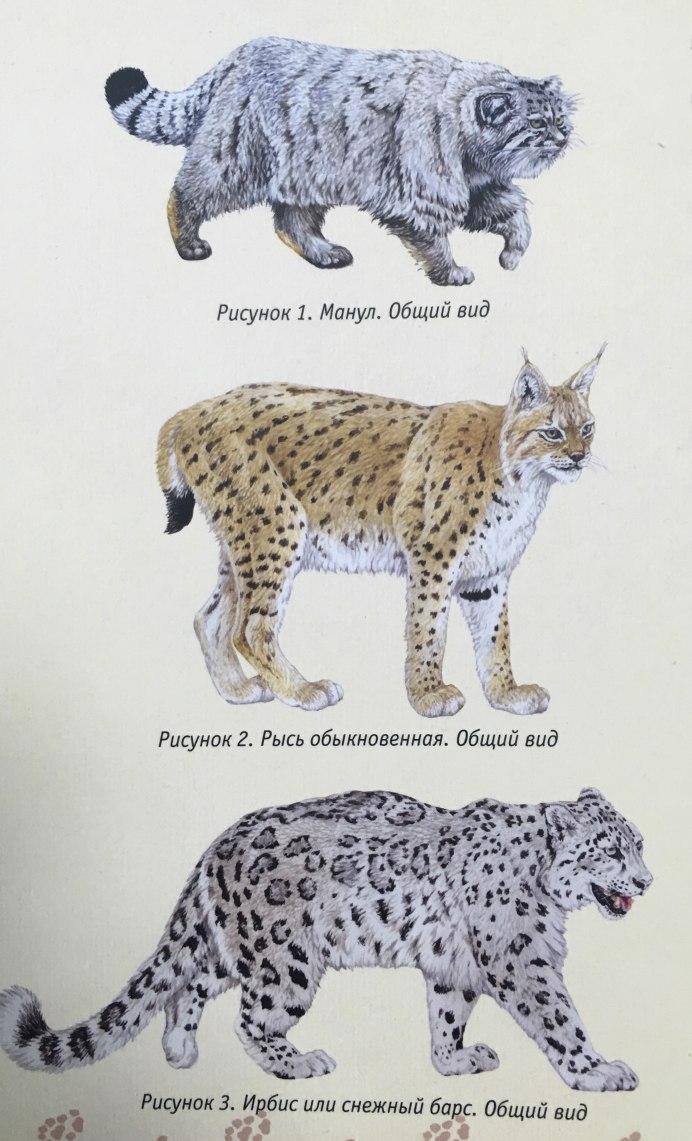 Снежный Барс и Рысь