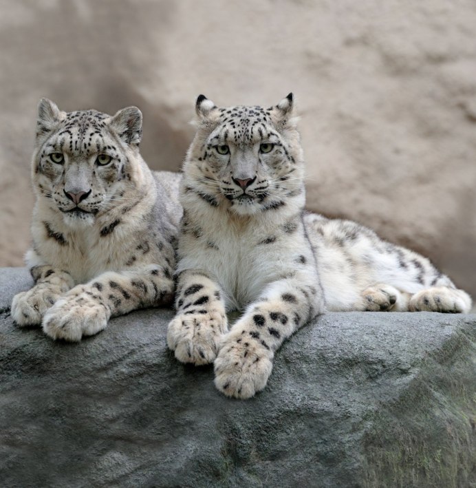 Оскал снежных Барсов