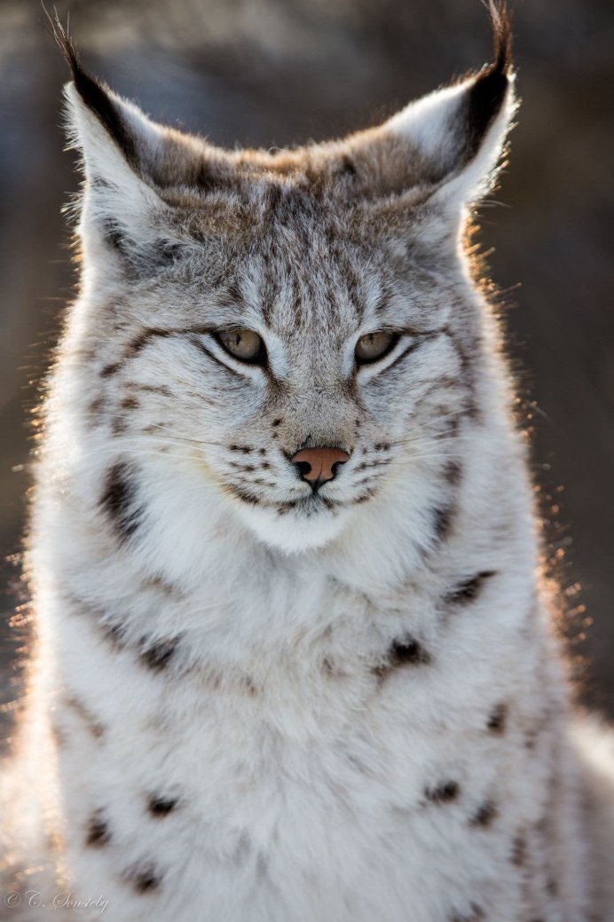 Снежный Барс и Рысь