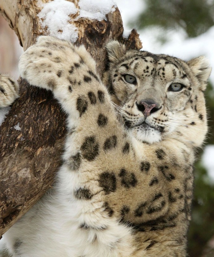 Амурская Рысь