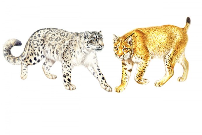 Снежный Барс Ирбис Грозный оскал