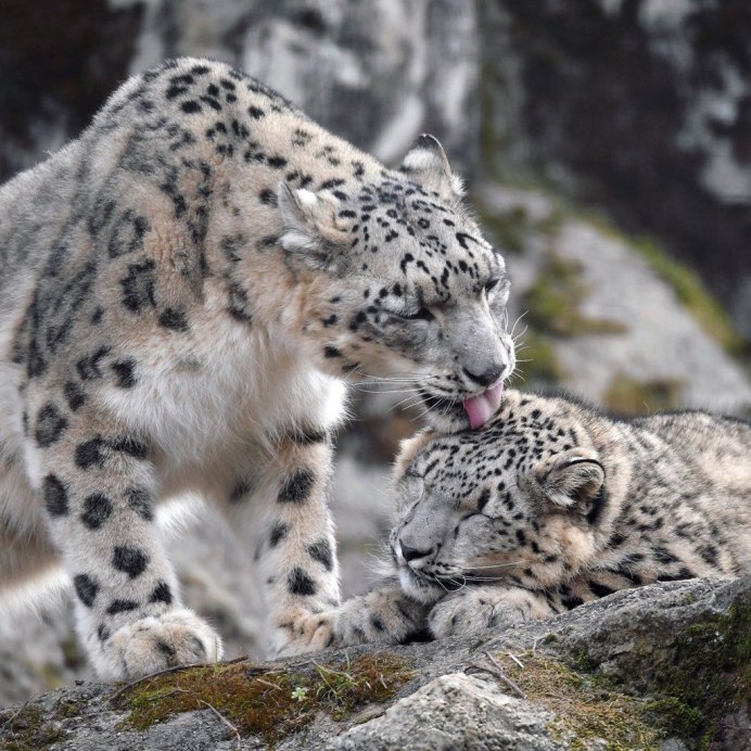 Евроазиатская Рысь