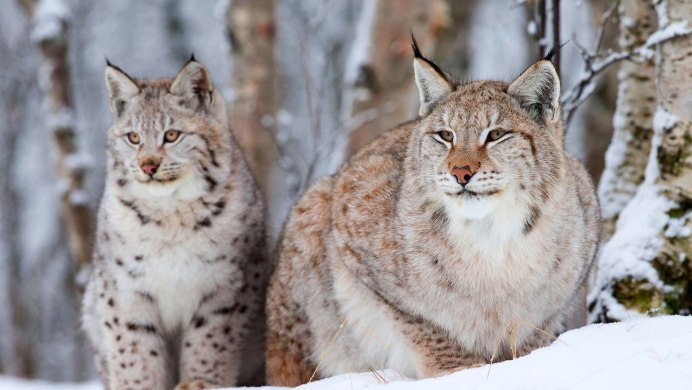 Снежный Барс, тигр, Рысь, леопард, Оцелот, Хаус