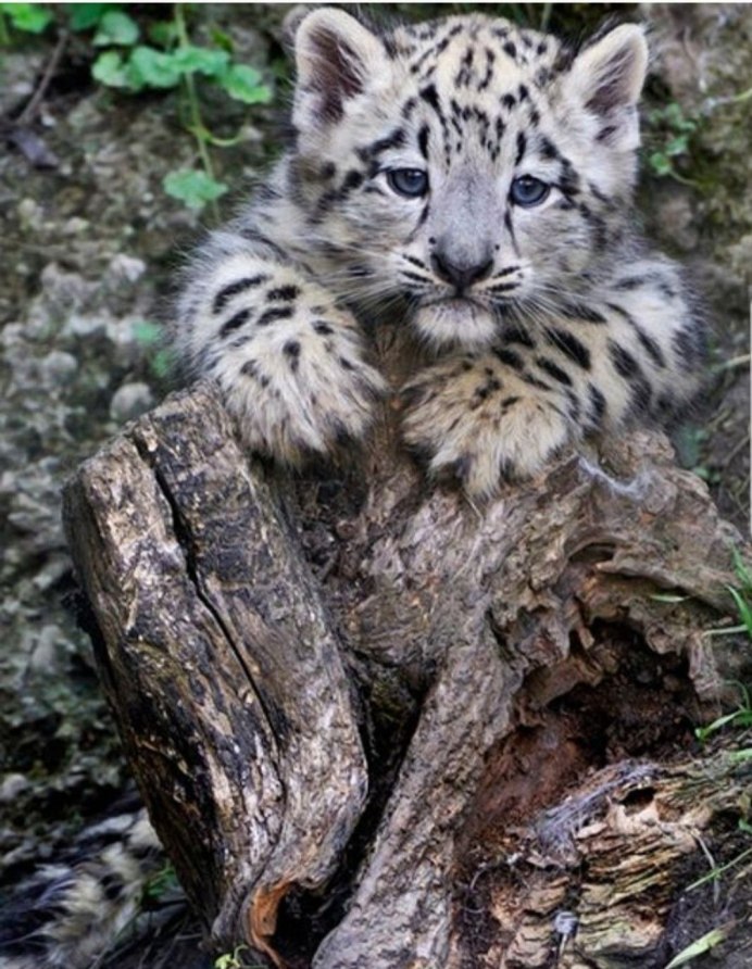 Ирбис снежный Барс арт