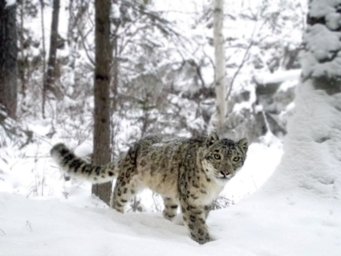 Снежный Барс Эльвира Насонова