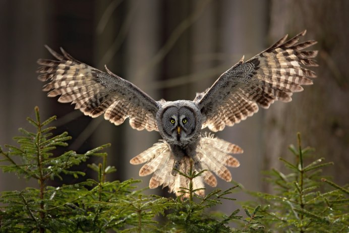 Bubo scandiacus