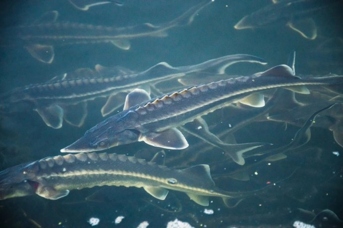 Белуга в Каспийском море