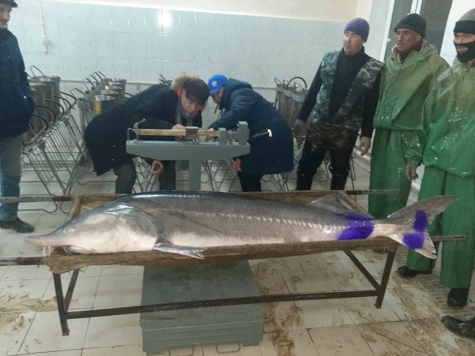 Азовская Белуга
