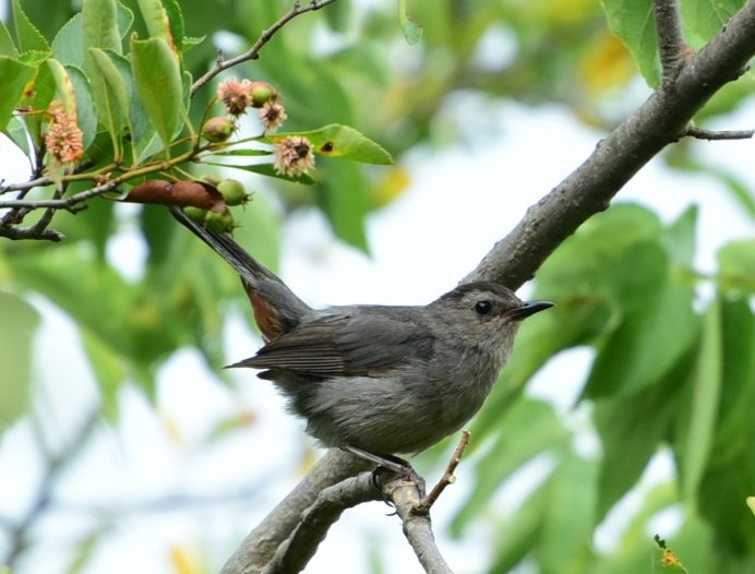 Dumetella carolinensis