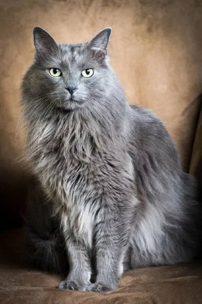 Котята кошки Нибелунг