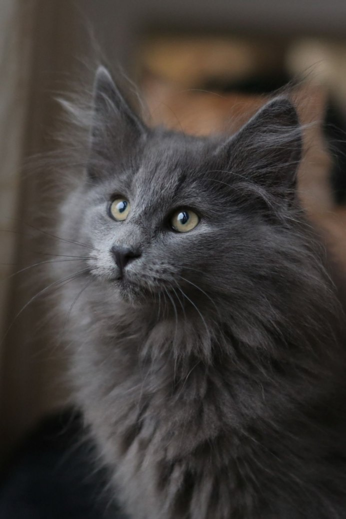 Нибелунг метис кот