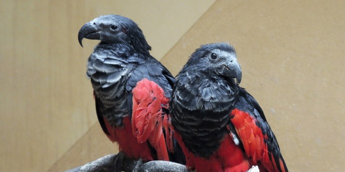 Королевский попугай