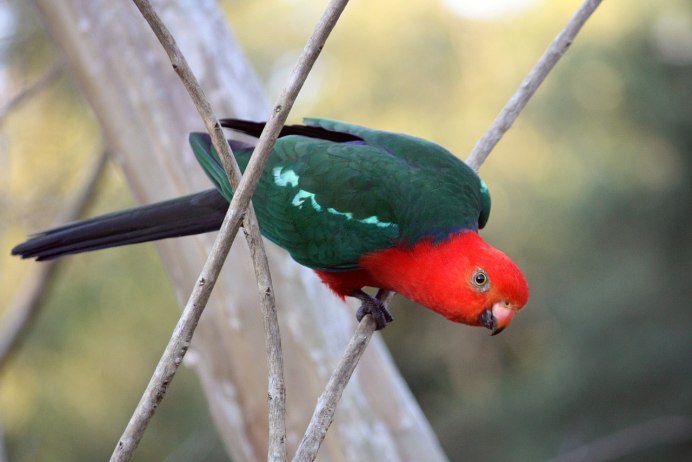 Psittrichas fulgidus