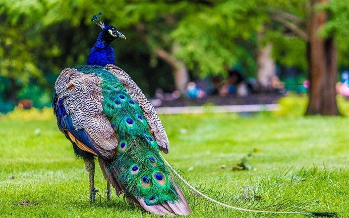 Зелёный Павлин / Pavo muticus