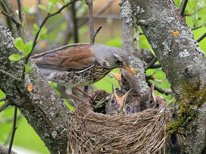 Рябинник, Дрозд-рябинник гнездо