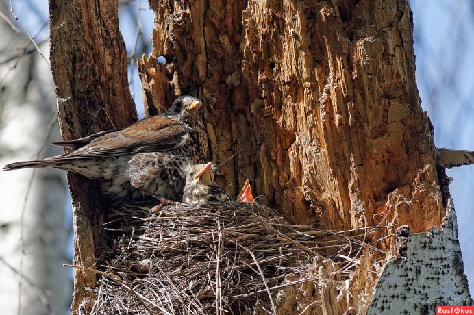 Дрозд рябинник детеныш