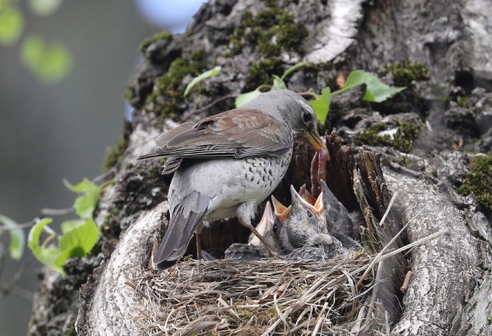 Дрозд рябинник и его гнездо