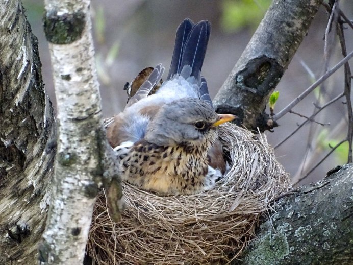 Яйца дрозда рябинника