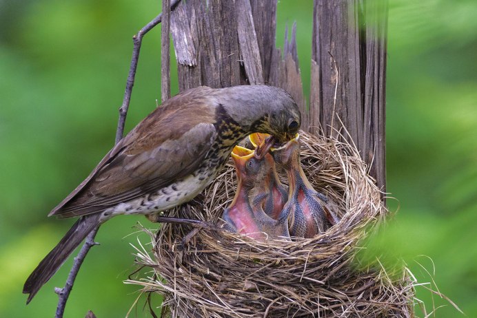 Птенцы дрозда в гнезде