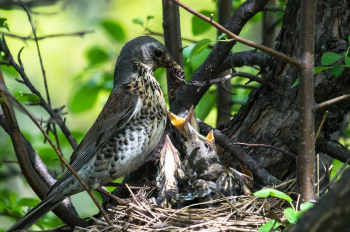 Птенец Кедровки