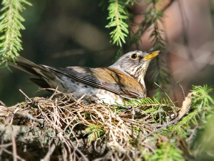 Гнездо дрозда рябинника