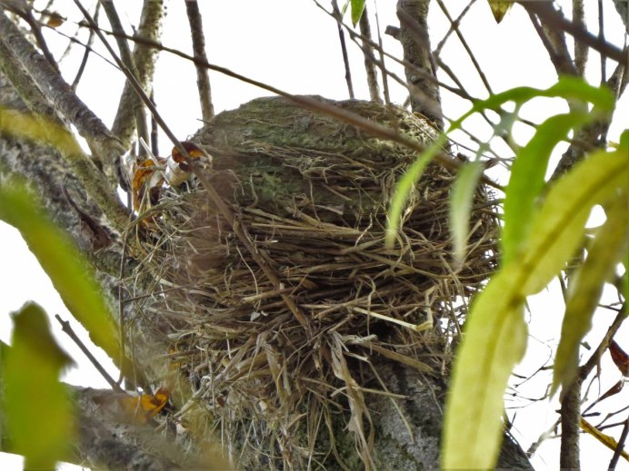 Слеток дрозда кормление