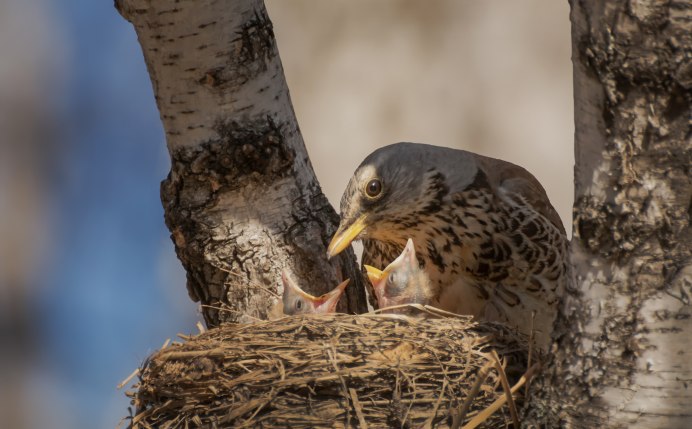 Птенец дрозда рябинника в гнезде
