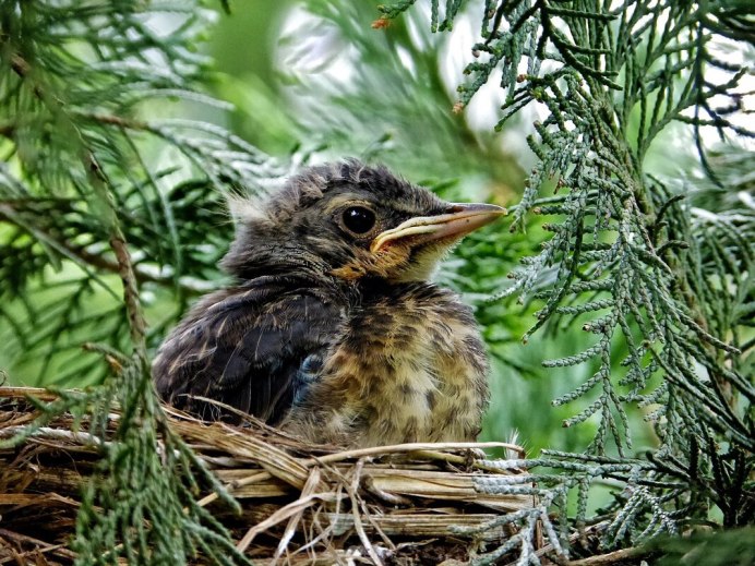 Гнездо дрозда рябинника