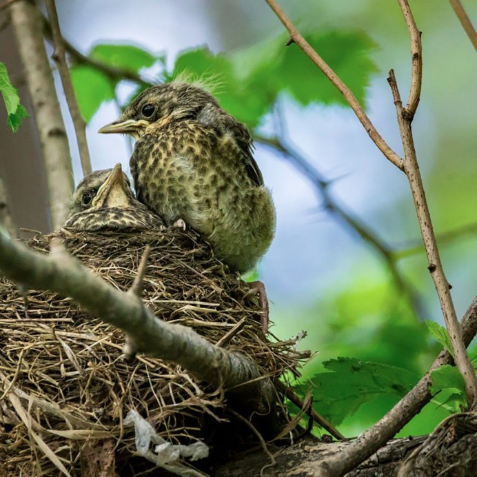Гнездо дрозда рябинника