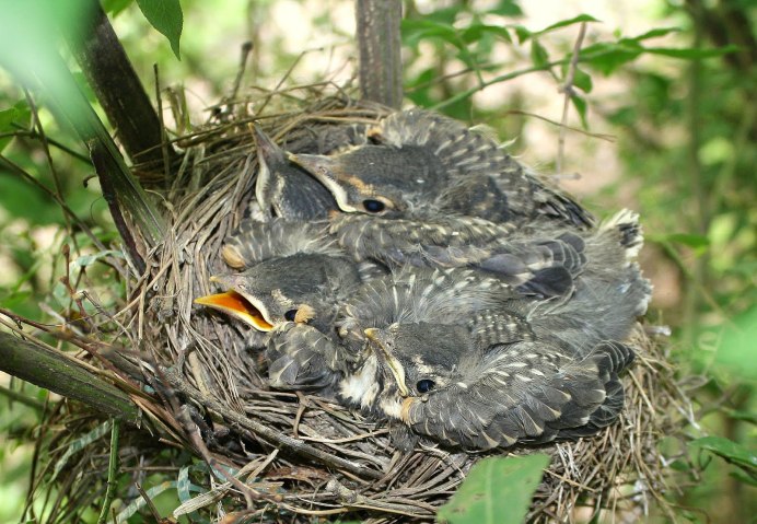 Гнездо дрозда рябинника фото